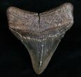 Posterior Megalodon Tooth - Sharp #6987-2